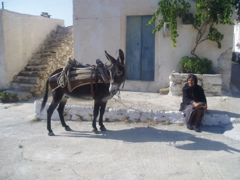 Lots of donkeys sill