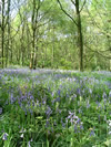 Bluebells in Hirst Wood