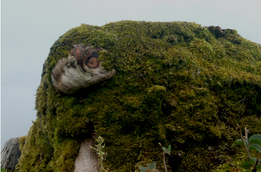 Rare shot of a Haggis emerging from hibernation