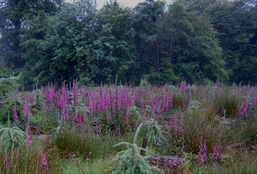 Several pairs of foxgloves