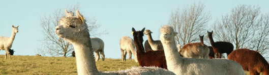 County Alpacas