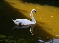 Swan on canal, copyright Elizabeth Grove